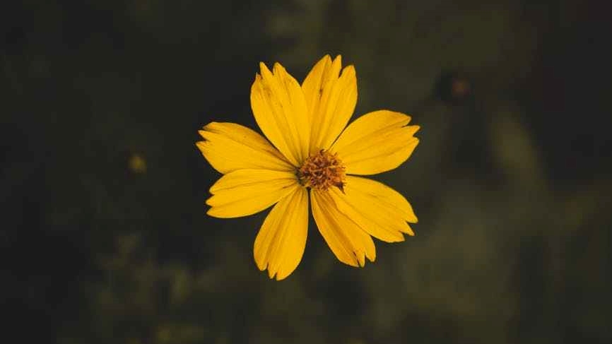 yellow cosmos flower close up photography